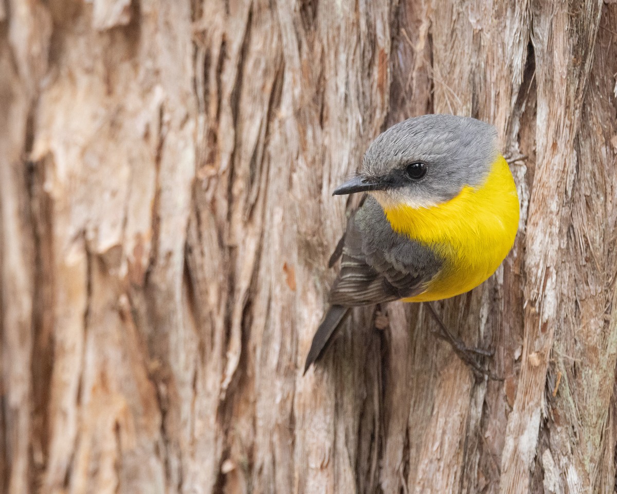 Королець жовтий - ML647556188