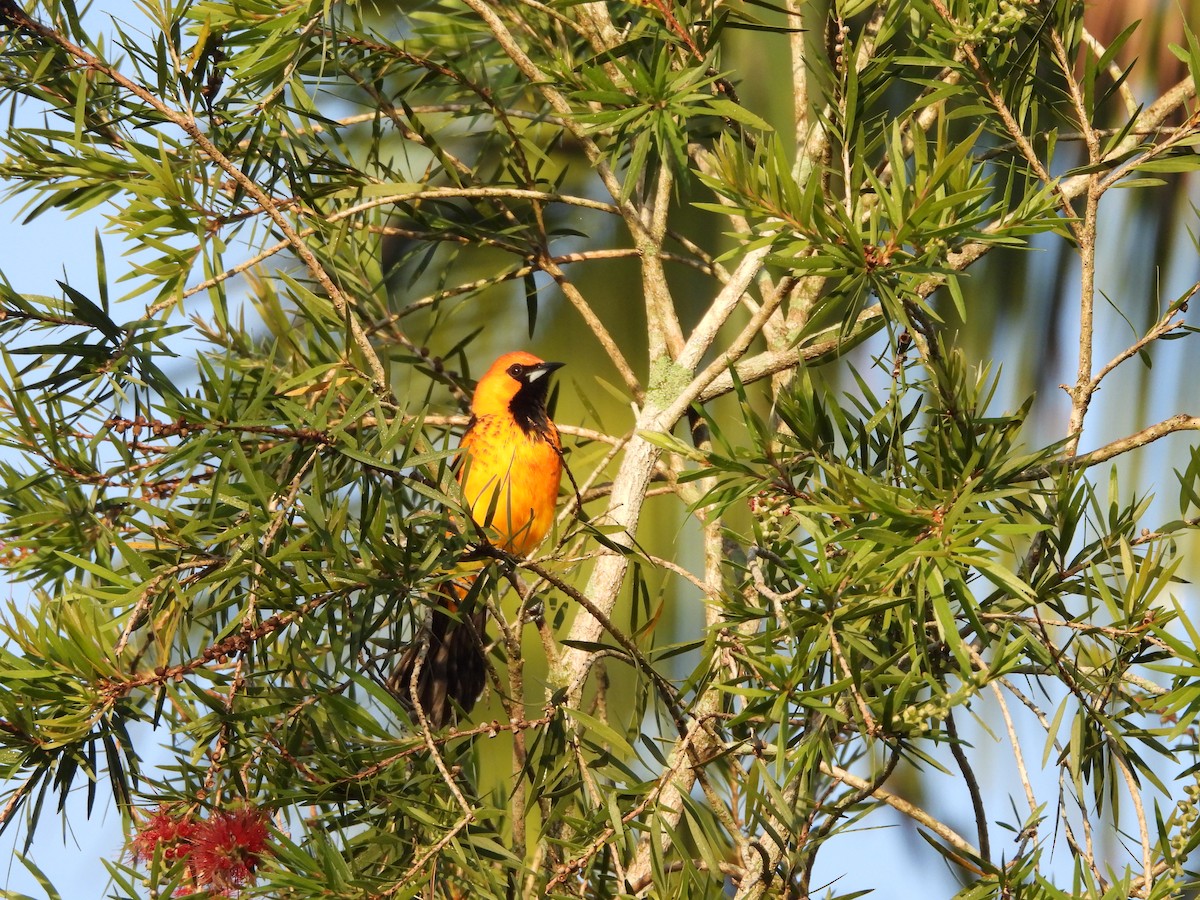 Oriole maculé - ML647556190