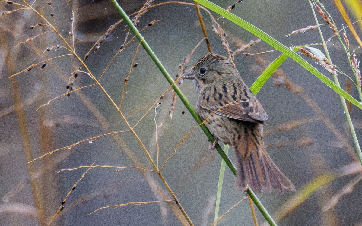 Bruant de Lincoln - ML647556192