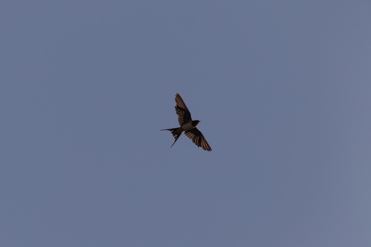 Hirondelle rustique - ML647556193