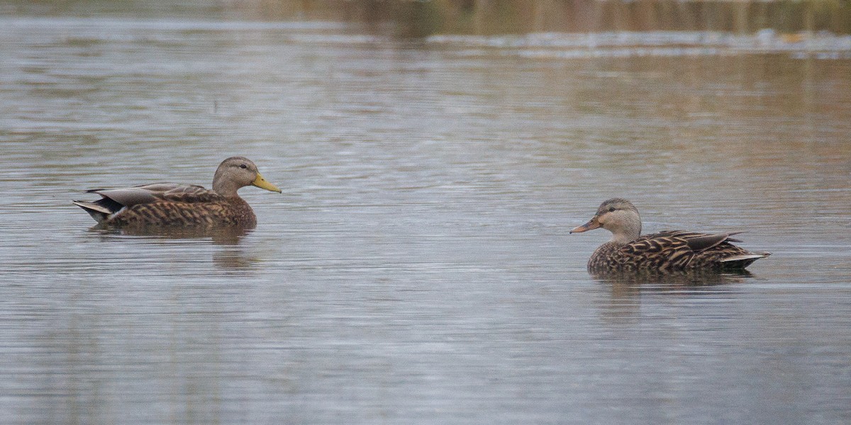 Canard colvert ou C. brun - ML647556194