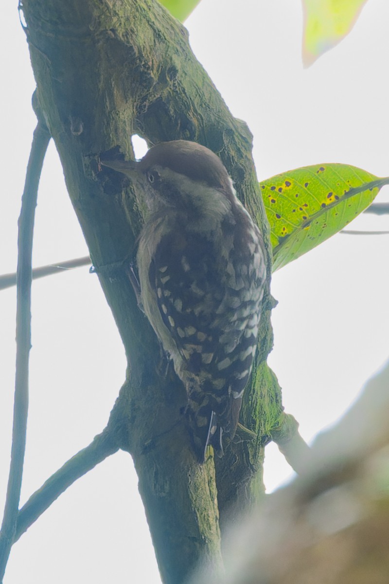 Pic à calotte brune - ML647556195