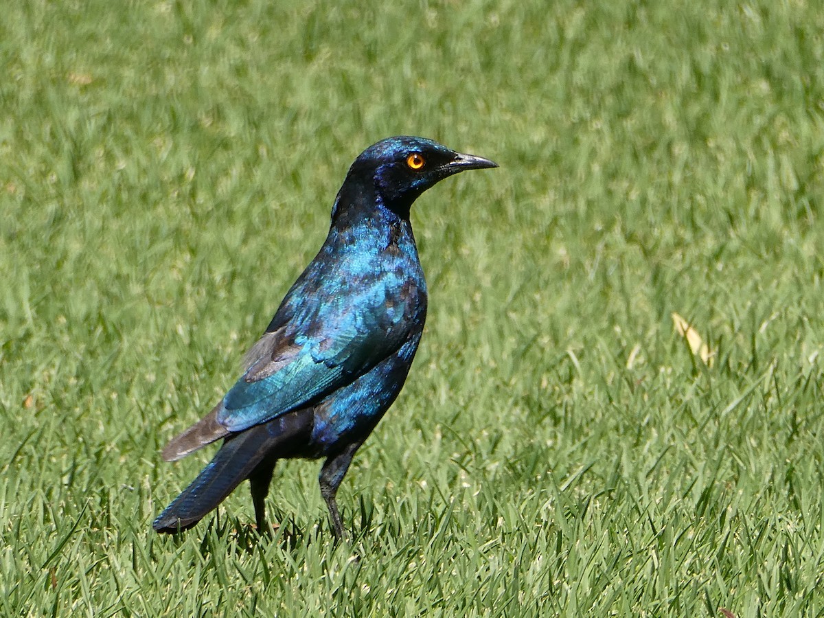 Choucador à épaulettes rouges - ML647556202