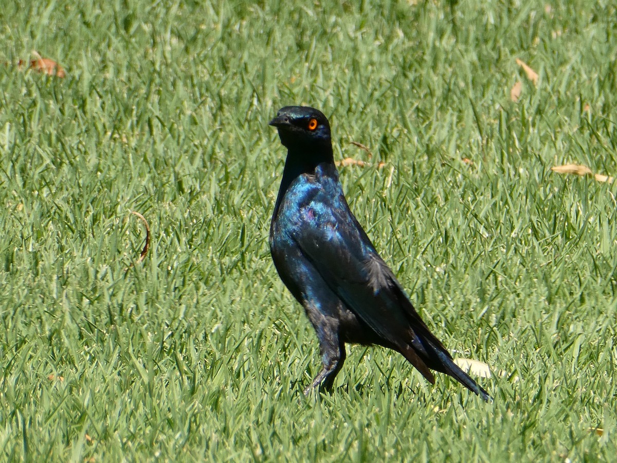 Choucador à épaulettes rouges - ML647556203