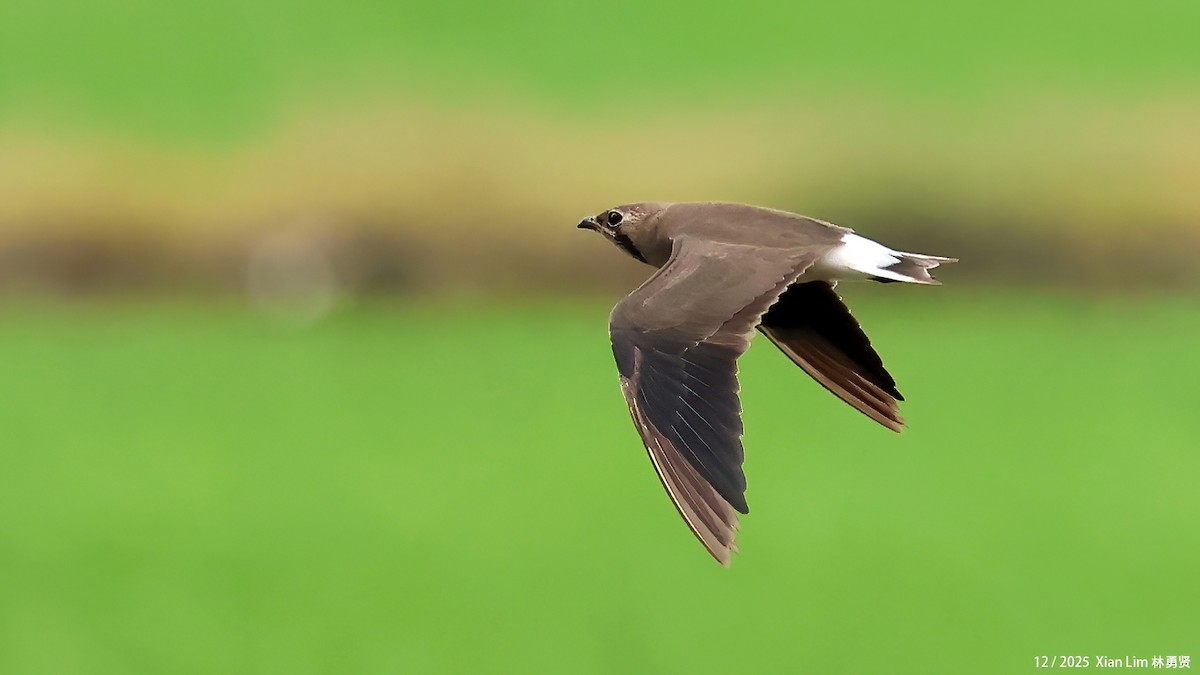 Glaréole orientale - ML647556205