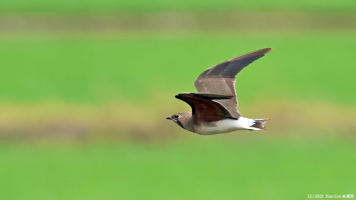 Glaréole orientale - ML647556206