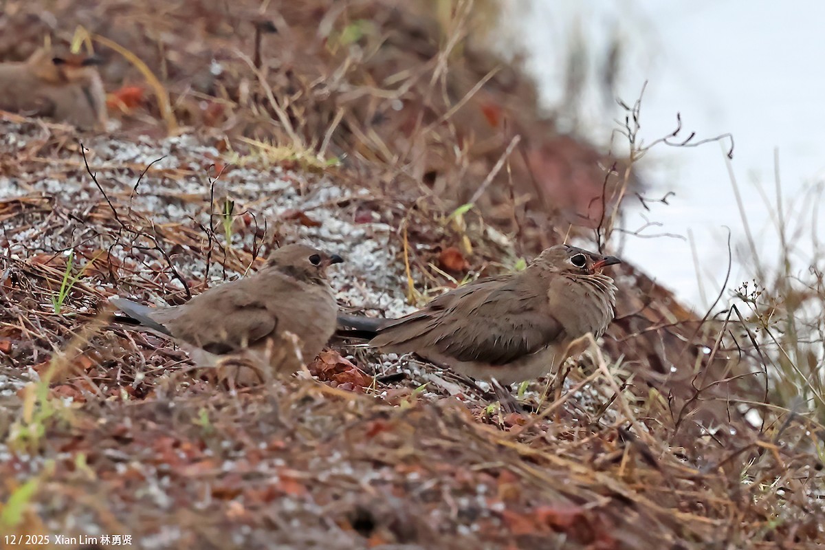 Glaréole orientale - ML647556208