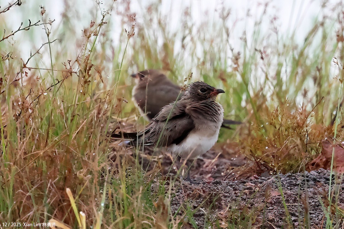 Glaréole orientale - ML647556209