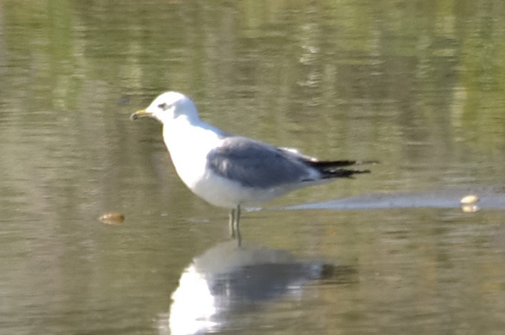 Goéland à bec cerclé - ML647556211