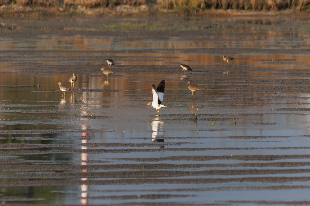 Vanneau à tête grise - ML647556212