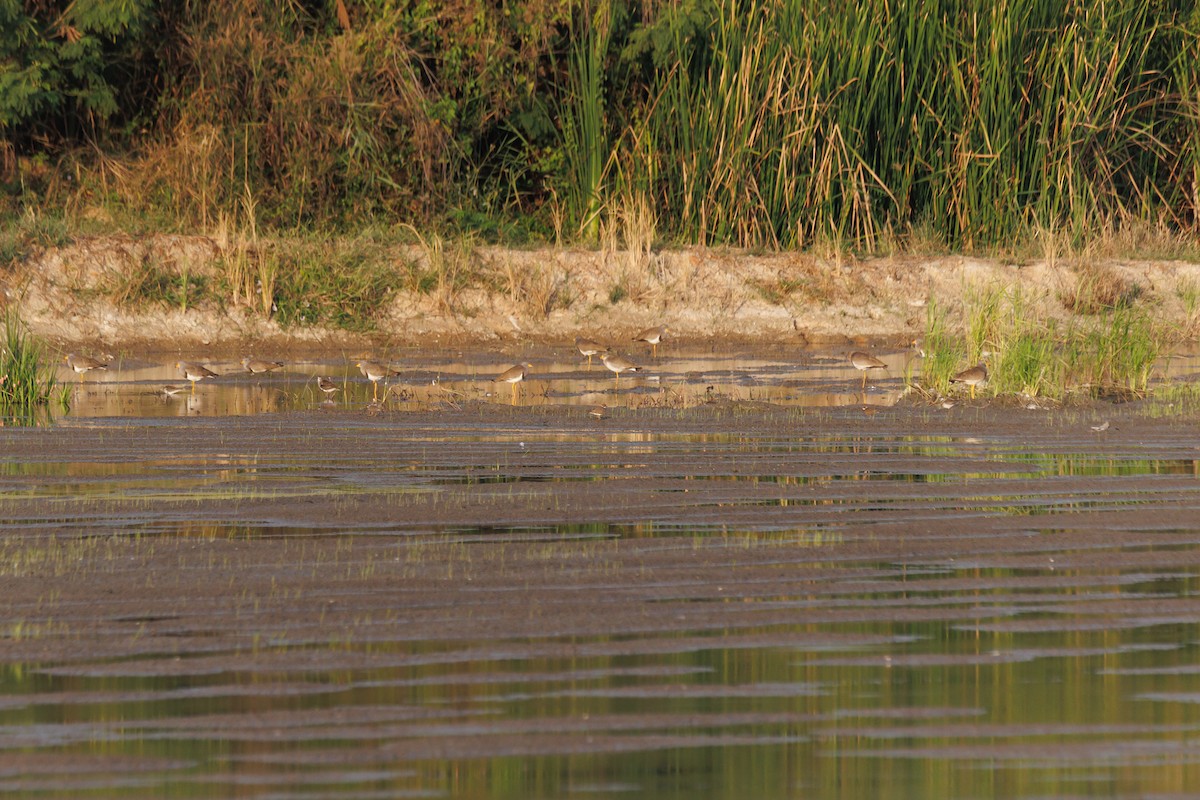 Pluvier petit-gravelot - ML647556219