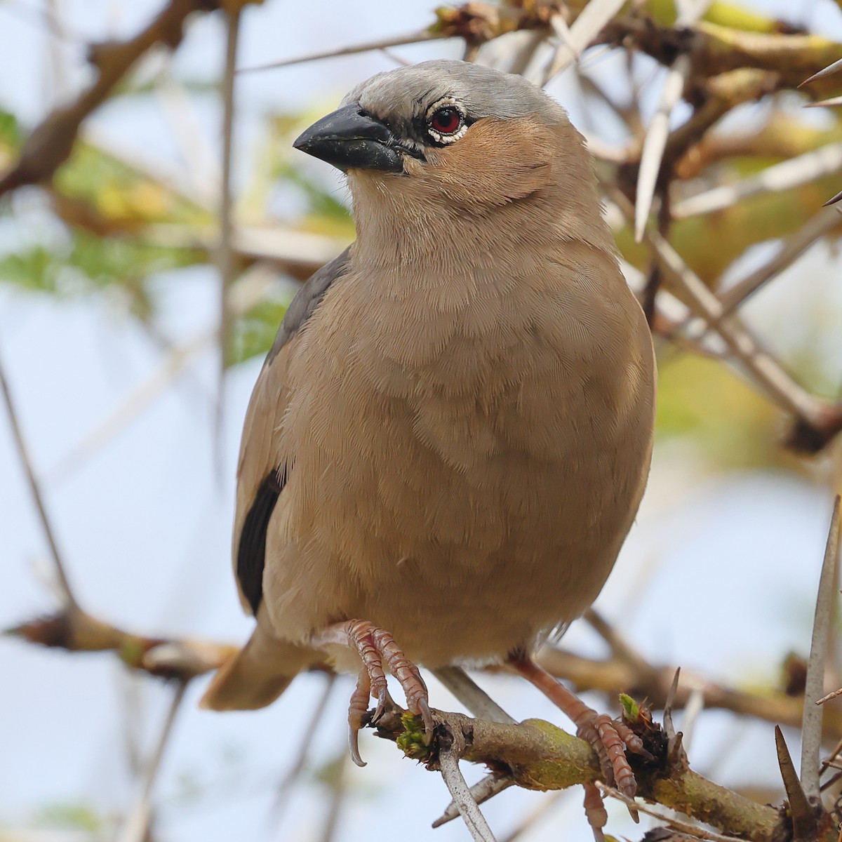 Républicain d'Arnaud - ML647556220