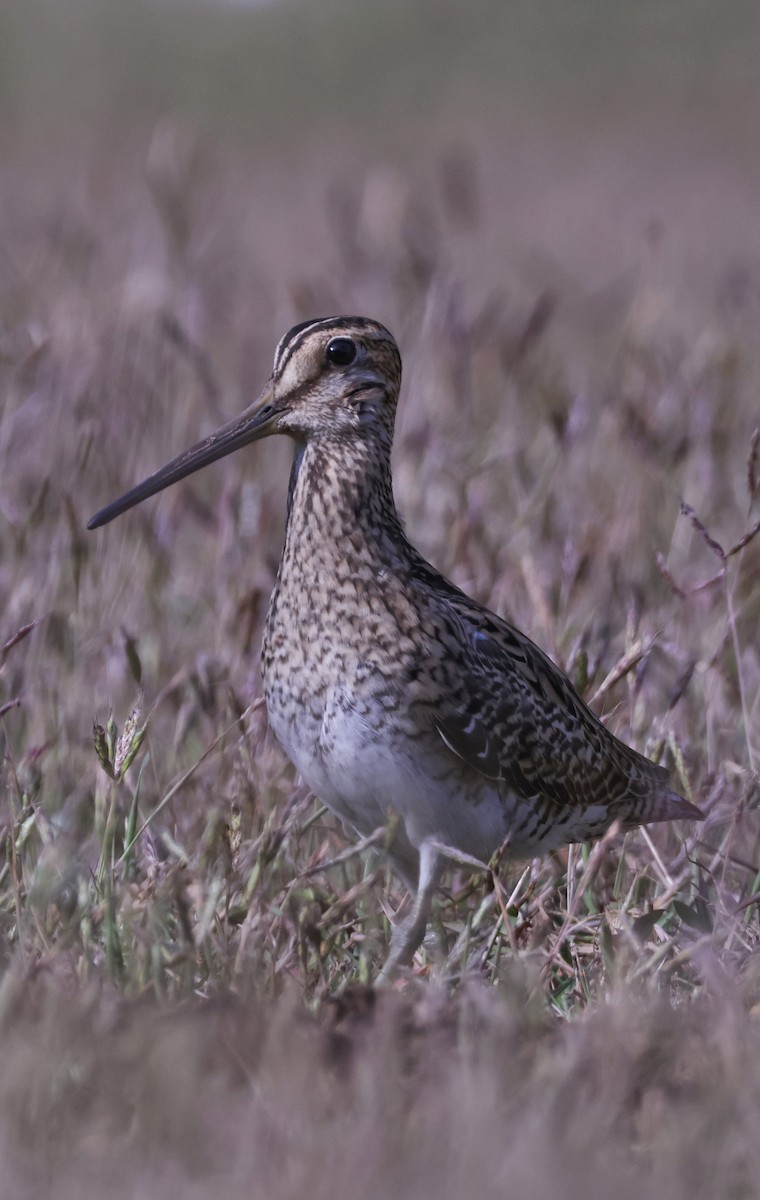 Bécassine à queue pointue - ML647556221