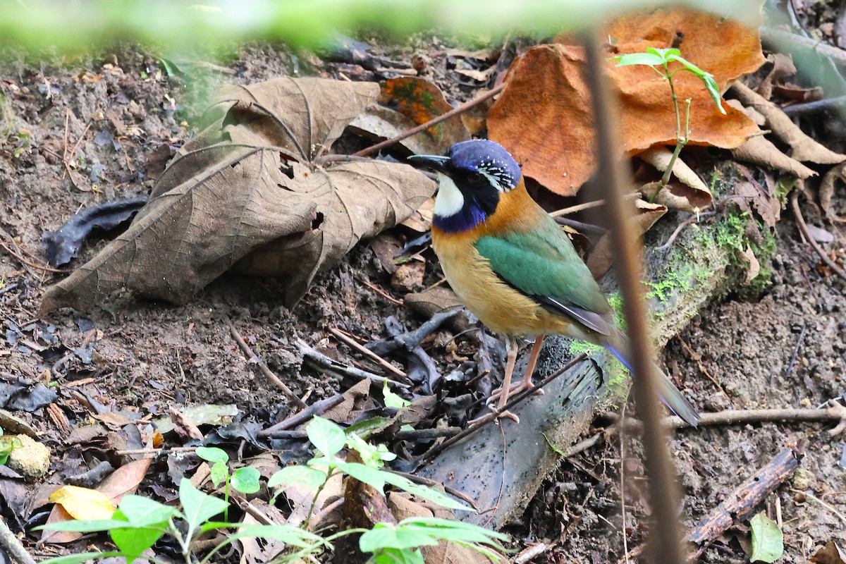 Brachyptérolle pittoïde - ML647556222