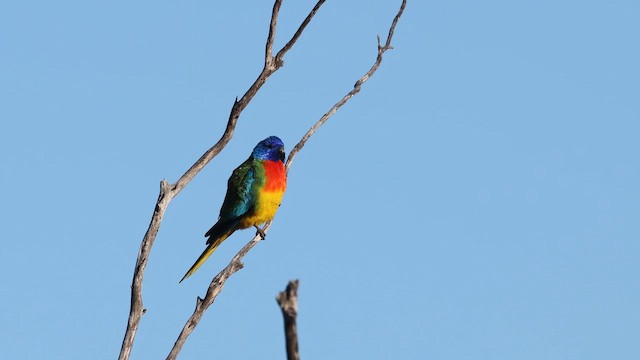 Scarlet-chested Parrot - ML647556223