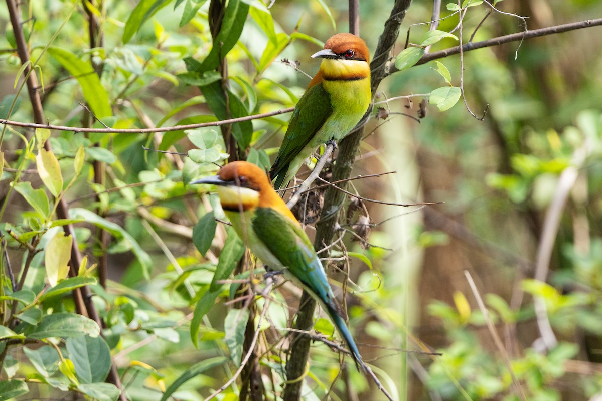 Guêpier de Leschenault - ML647556225