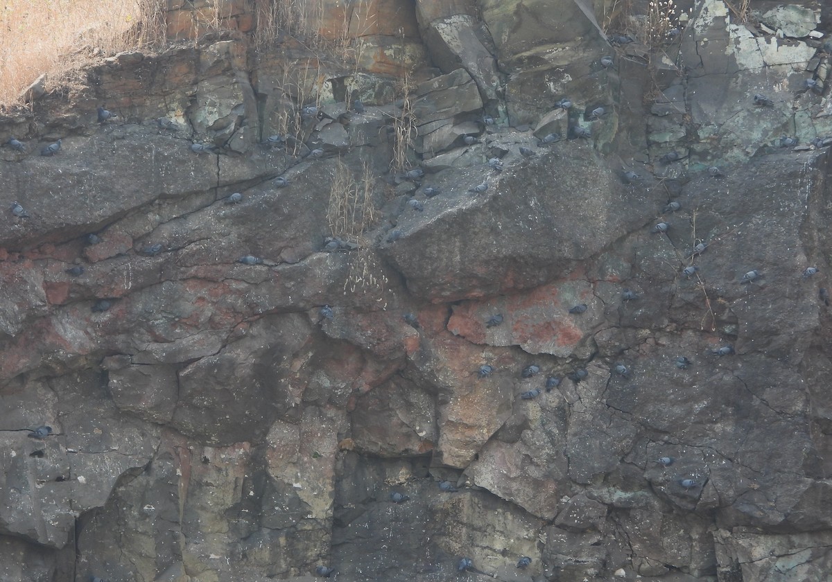 Pigeon biset (forme domestique) - ML647556227