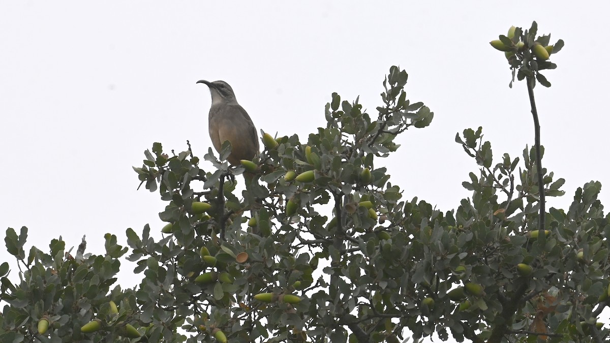 Moqueur de Californie - ML647556228