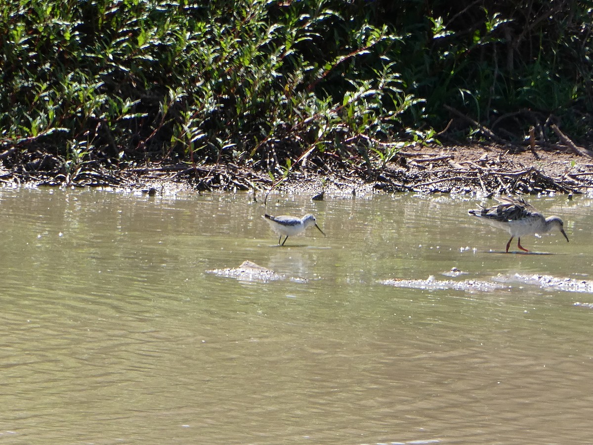 Chevalier stagnatile - ML647556229