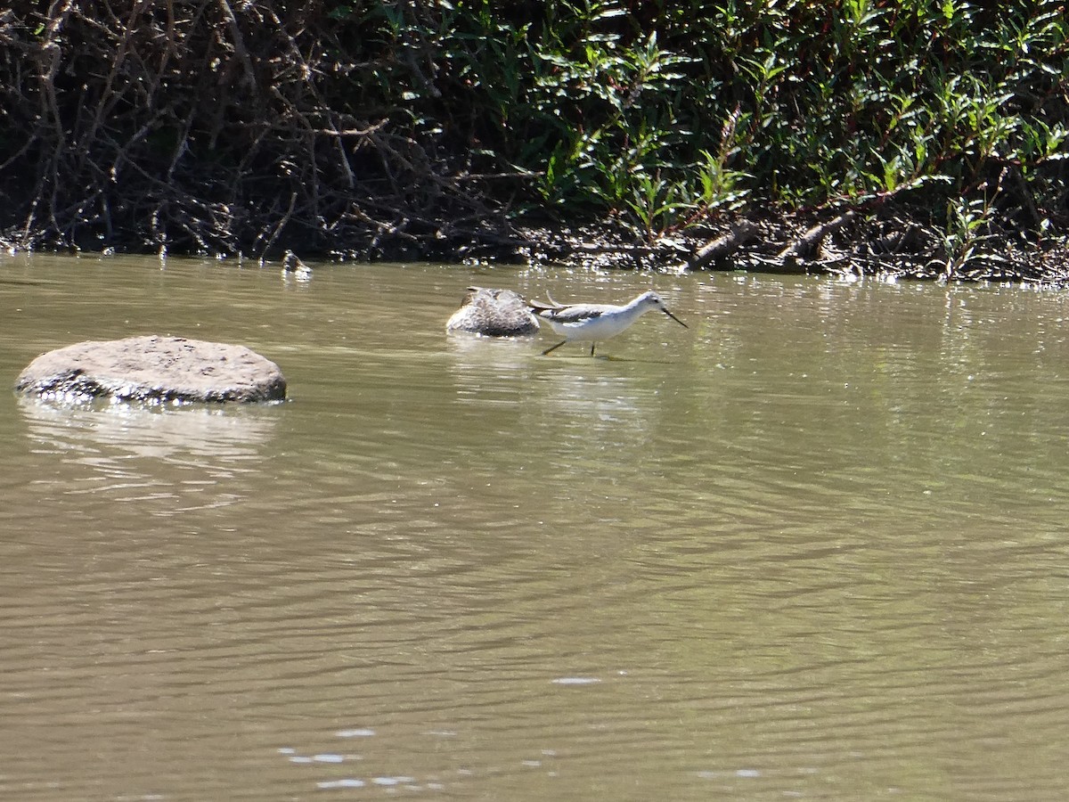 Chevalier stagnatile - ML647556230