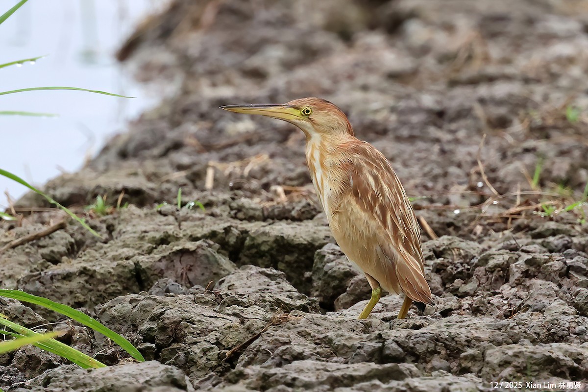 Blongios de Chine - ML647556231