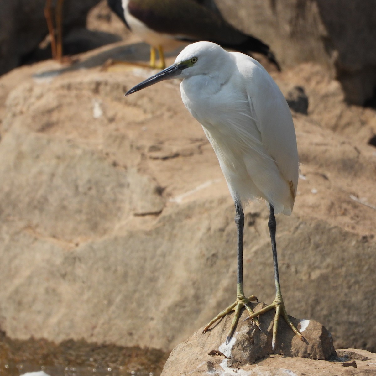 Aigrette garzette - ML647556233