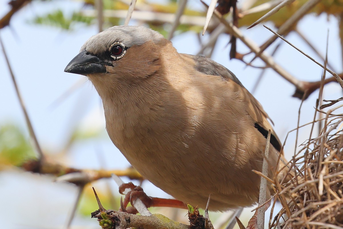 Gri Başlıklı Dokumacı - ML647556234