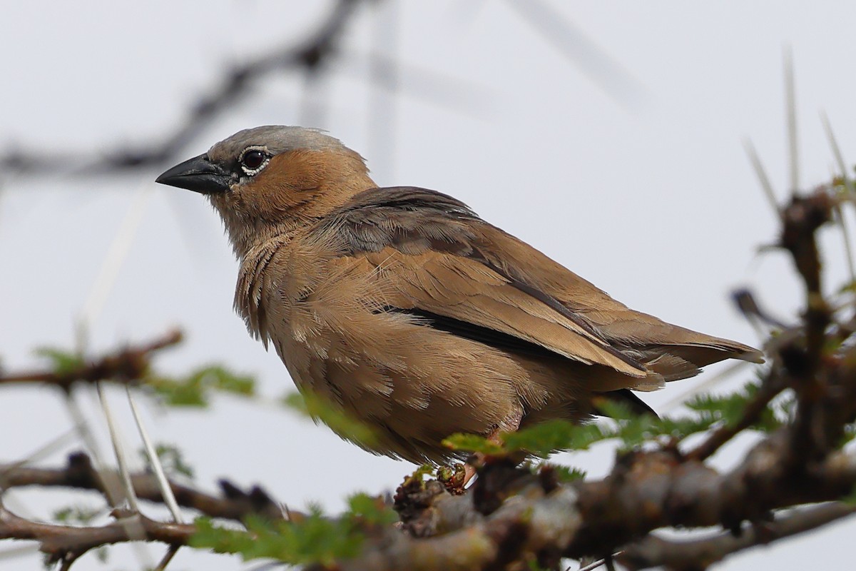 Gri Başlıklı Dokumacı - ML647556247