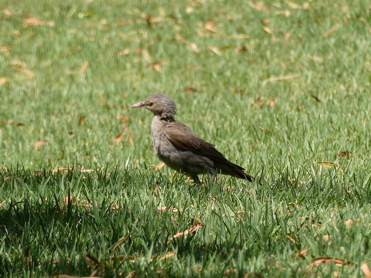 Wattled Starling - ML647556252