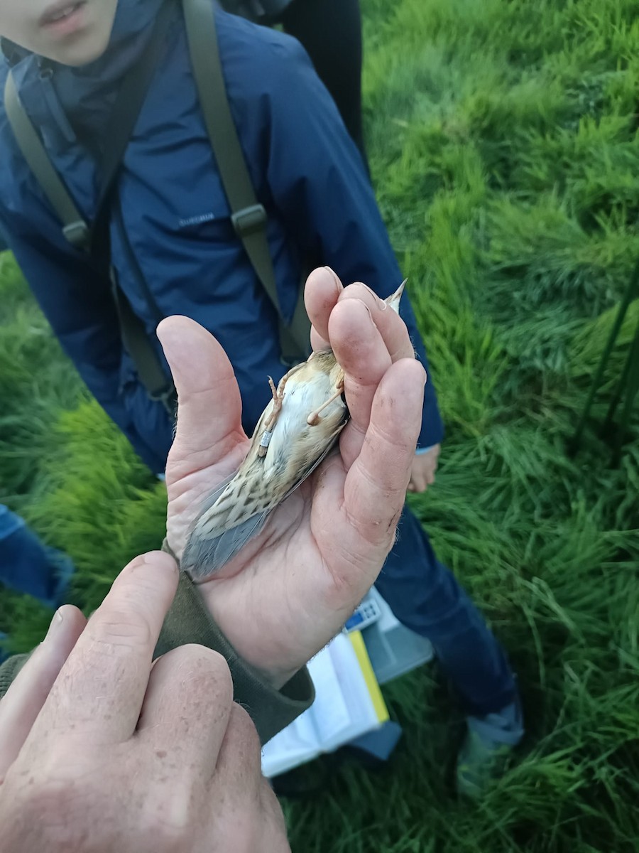 Обыкновенный сверчок - ML647556262