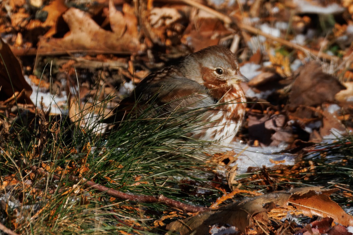 Passerella variabile - ML647556281