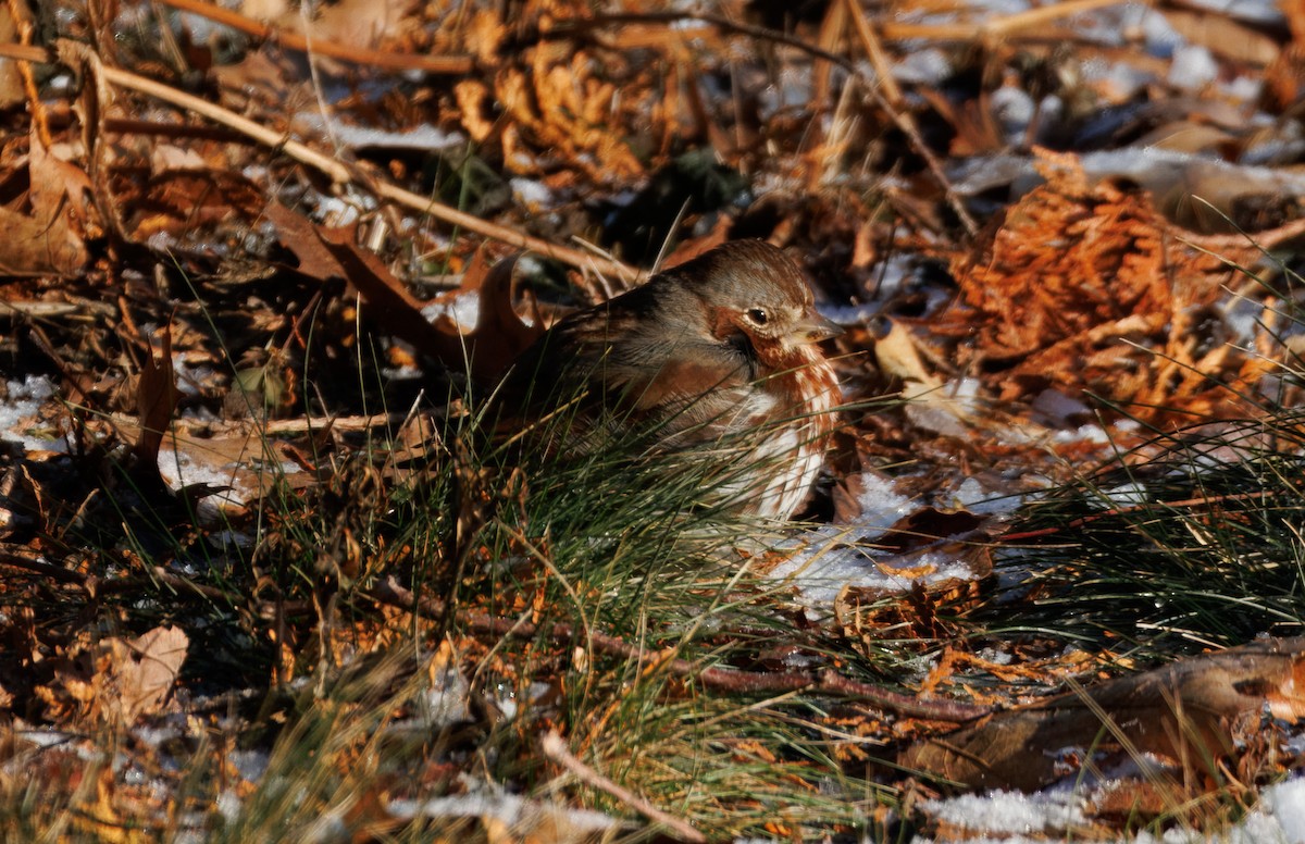 Passerella variabile - ML647556282