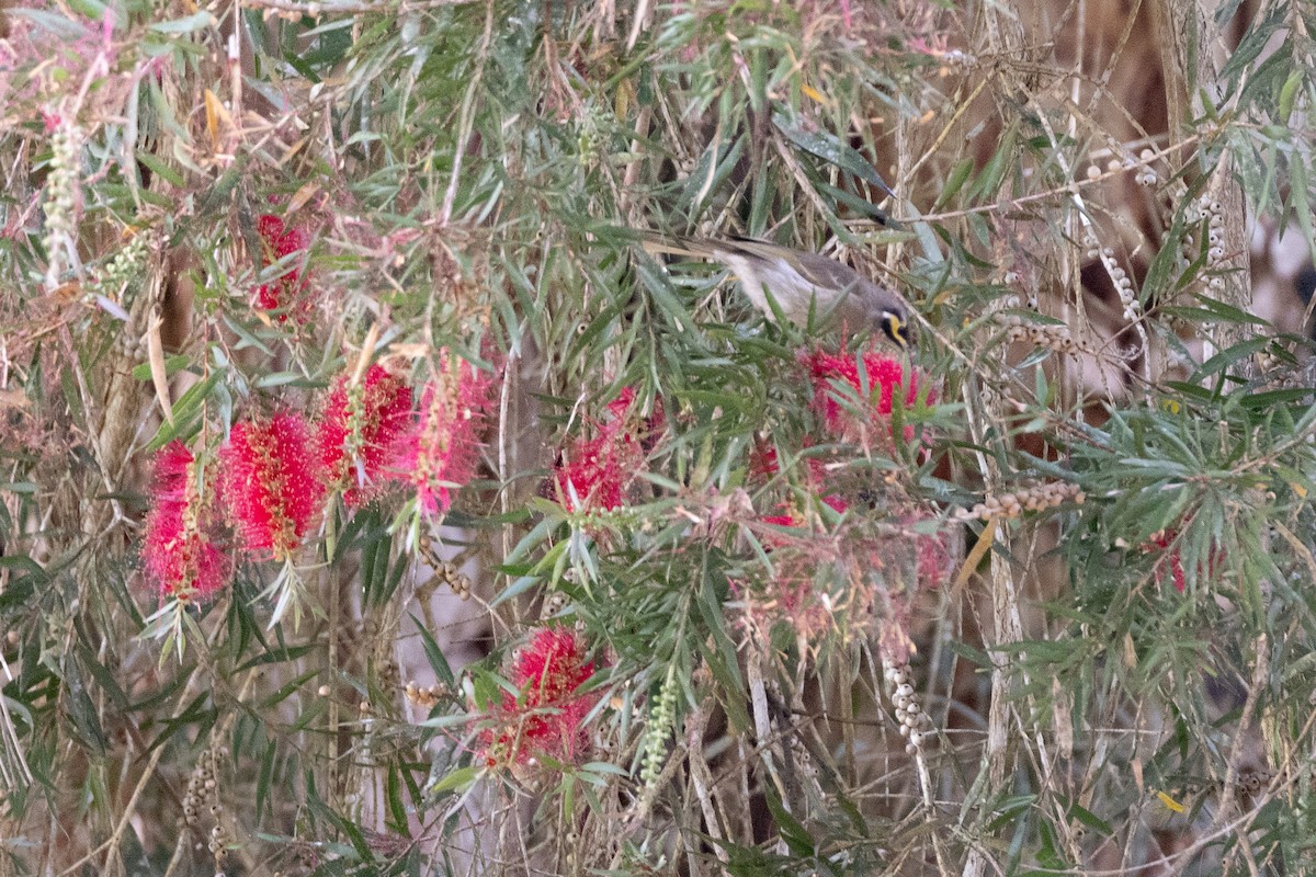 Sarı Yanaklı Balkuşu - ML647556286