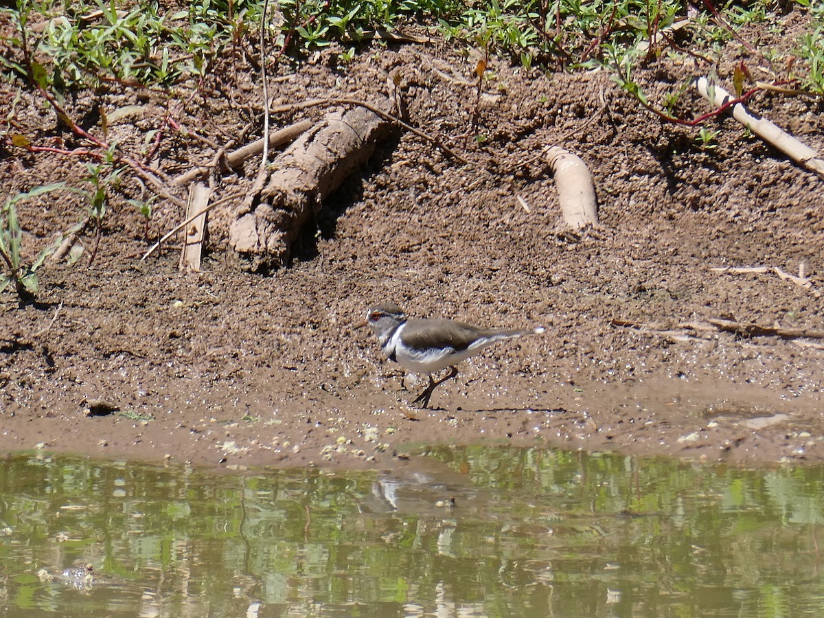 Chorlitejo Tricollar (Africano) - ML647556287