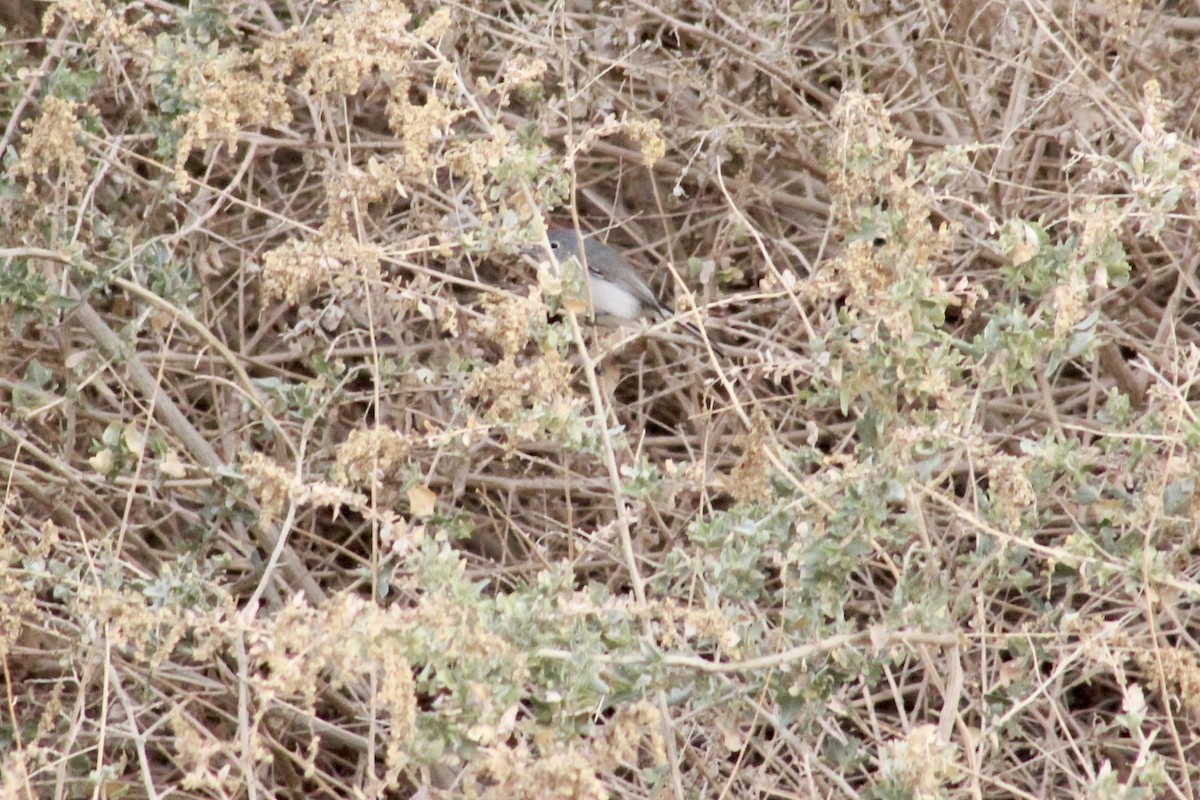 Комароловка сиза - ML647556289