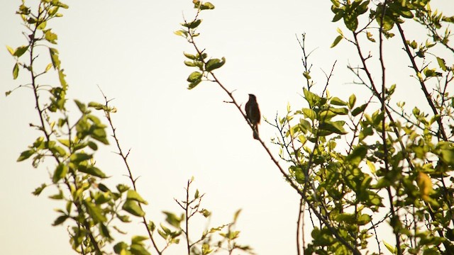 Black-and-rufous Warbling Finch - ML647556297