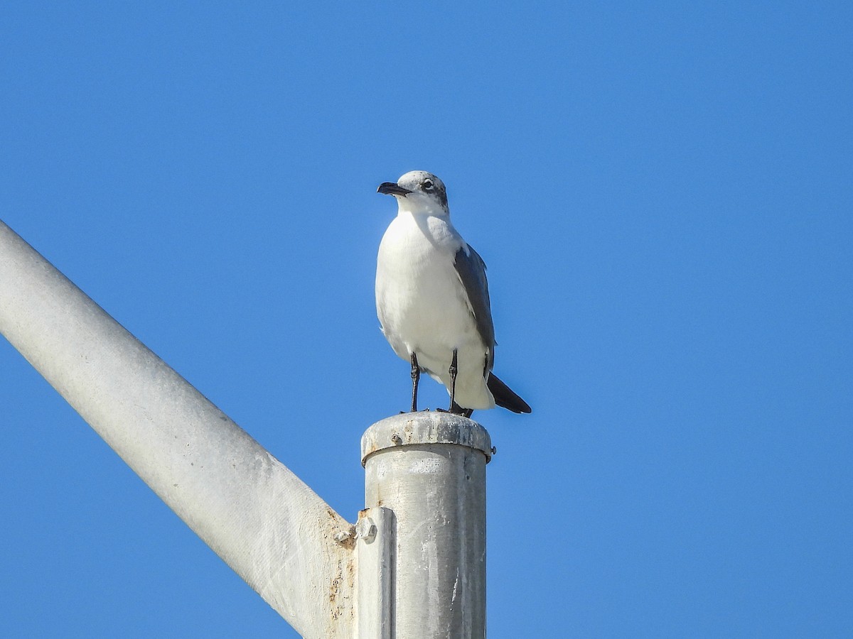 ワライカモメ - ML647556310