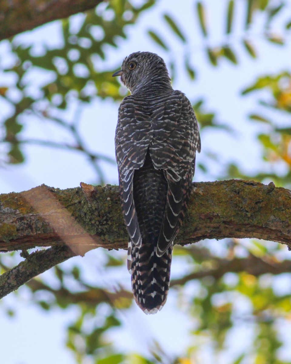Common Cuckoo - ML647556313