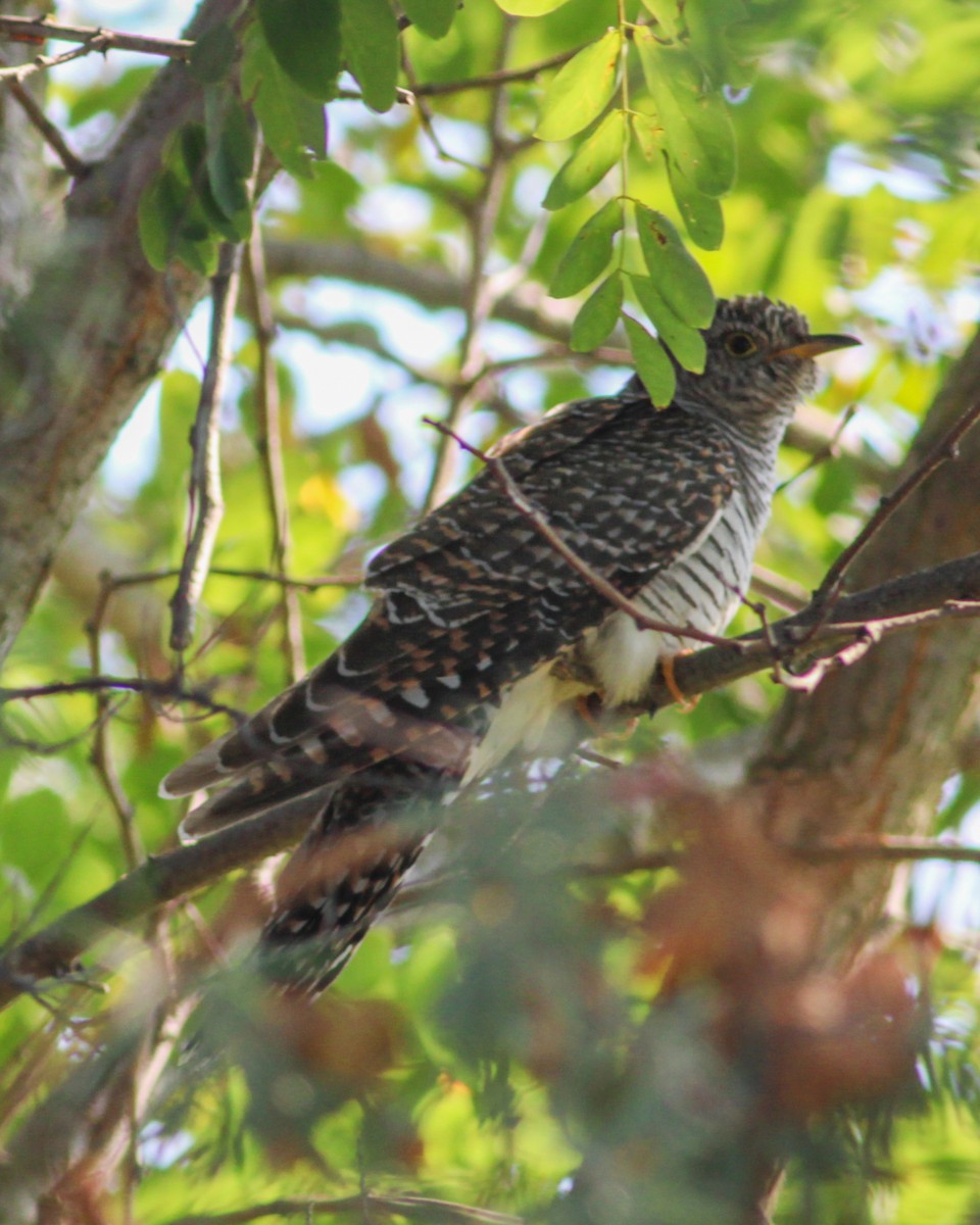 Common Cuckoo - ML647556321