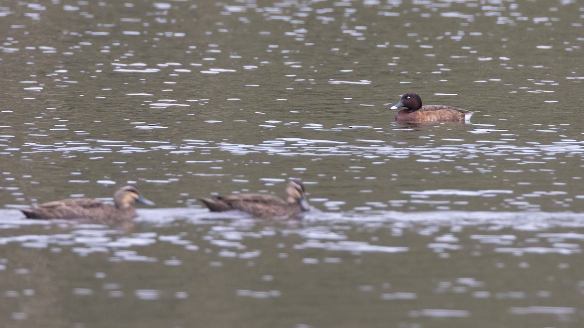 Hardhead - ML647556351