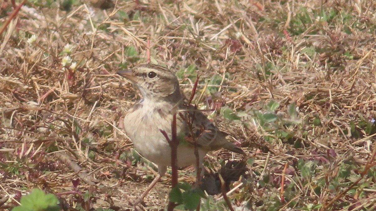 Mongolian Short-toed Lark - ML647556396