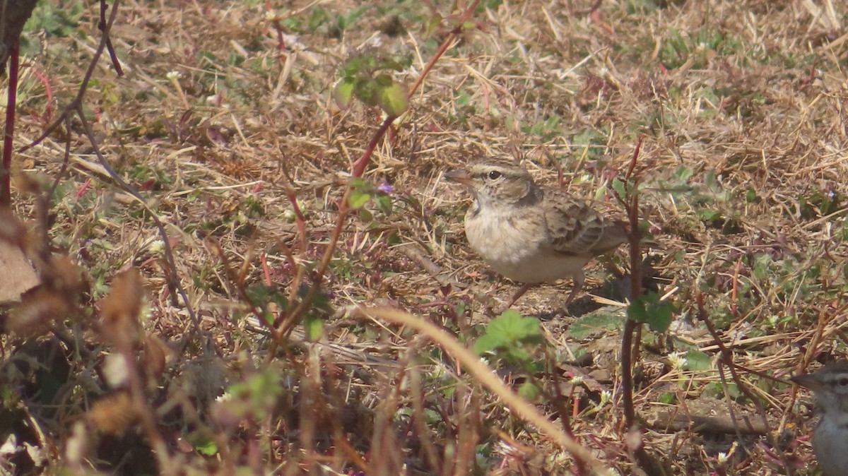 Mongolian Short-toed Lark - ML647556401