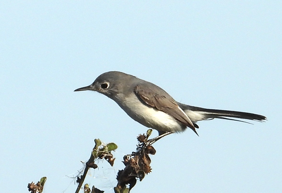 Комароловка сиза - ML647556410