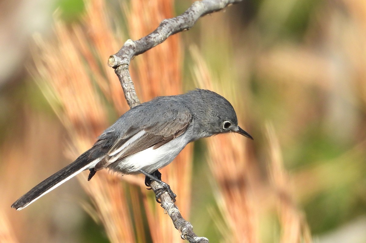 Комароловка сиза - ML647556411