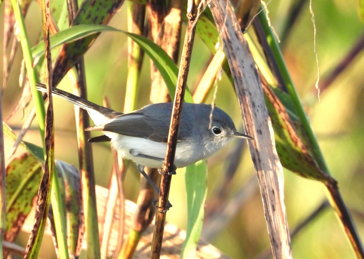 Комароловка сиза - ML647556412