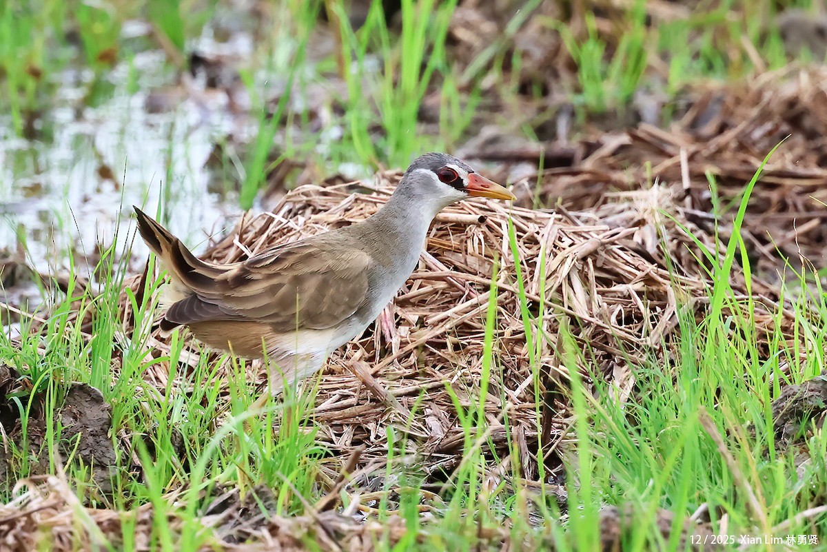 White-browed Crake - ML647556415