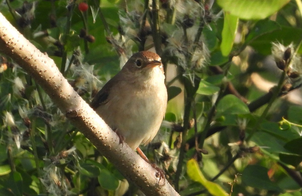 Northern House Wren - ML647556424