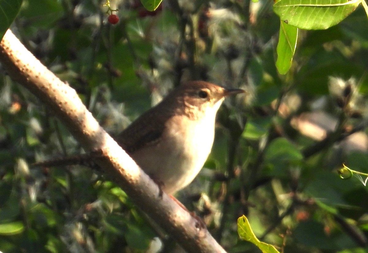 Northern House Wren - ML647556425