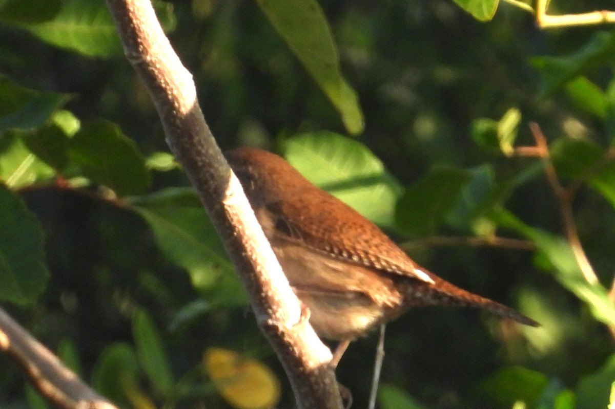 Northern House Wren - ML647556426