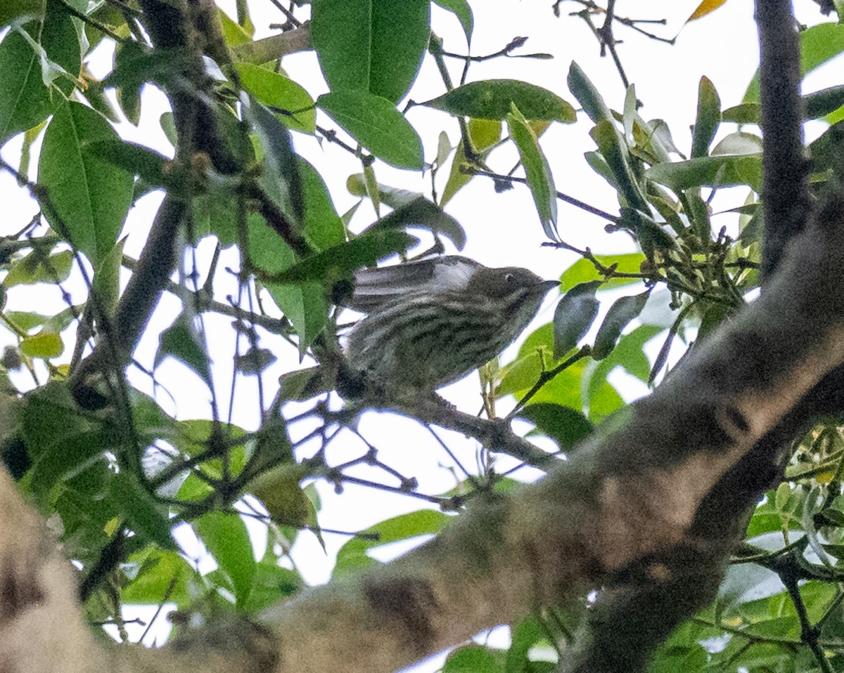 Dicée cul-d'or - ML647556427